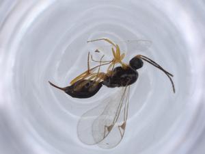  ( - BIOUG62697-E12)  @11 [ ] CreativeCommons - Attribution (2021) Centre for Biodiversity Genomics Centre for Biodiversity Genomics