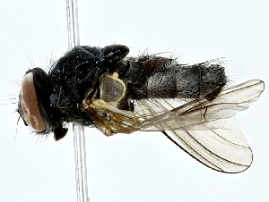  ( - BIOUG62715-E11)  @11 [ ] CreativeCommons - Attribution (2022) CBG Photography Group Centre for Biodiversity Genomics