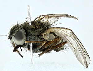  ( - BIOUG62716-G12)  @11 [ ] CreativeCommons - Attribution (2022) CBG Photography Group Centre for Biodiversity Genomics