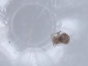  ( - BIOUG63507-G12)  @11 [ ] CreativeCommons - Attribution (2021) Centre for Biodiversity Genomics Centre for Biodiversity Genomics