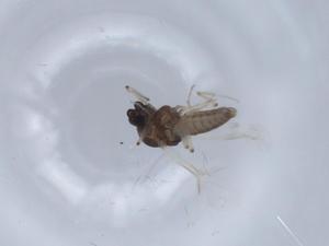  ( - BIOUG66302-C12)  @11 [ ] CreativeCommons - Attribution (2021) Centre for Biodiversity Genomics Centre for Biodiversity Genomics