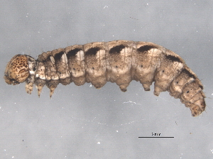  ( - BIOUG05875-H07)  @12 [ ] CreativeCommons - Attribution (2013) CBG Photography Group Centre for Biodiversity Genomics