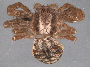  ( - BIOUG06853-H07)  @13 [ ] CreativeCommons - Attribution (2013) CBG Photography Group Centre for Biodiversity Genomics