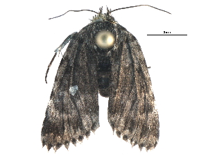  ( - BIOUG07628-D11)  @12 [ ] CreativeCommons - Attribution (2015) CBG Photography Group Centre for Biodiversity Genomics