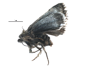  ( - BIOUG07628-E01)  @12 [ ] CreativeCommons - Attribution (2015) CBG Photography Group Centre for Biodiversity Genomics