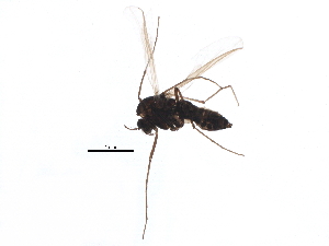  (Metriocnemus ursinus - BIOUG07877-H03)  @14 [ ] CreativeCommons - Attribution (2015) CBG Photography Group Centre for Biodiversity Genomics