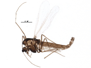  ( - BIOUG07885-B05)  @13 [ ] CreativeCommons - Attribution (2015) CBG Photography Group Centre for Biodiversity Genomics