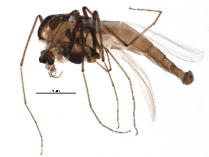  (Orthocladius roussellae - BIOUG07887-F06)  @14 [ ] CreativeCommons - Attribution (2015) CBG Photography Group Centre for Biodiversity Genomics