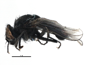  ( - BIOUG08898-A08)  @13 [ ] CreativeCommons - Attribution (2015) CBG Photography Group Centre for Biodiversity Genomics