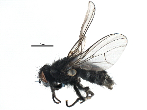  ( - BIOUG08898-D12)  @13 [ ] CreativeCommons - Attribution (2015) CBG Photography Group Centre for Biodiversity Genomics