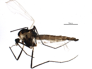  (Orthocladius frigidus - BIOUG15526-E04)  @14 [ ] CreativeCommons - Attribution (2015) CBG Photography Group Centre for Biodiversity Genomics