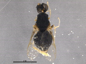  ( - BIOUG16214-G03)  @12 [ ] CreativeCommons - Attribution (2015) CBG Photography Group Centre for Biodiversity Genomics
