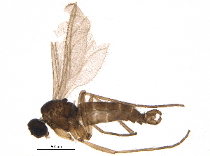  (Lycoriella inconspicua - BIOUG16219-B08)  @12 [ ] CreativeCommons - Attribution (2015) CBG Photography Group Centre for Biodiversity Genomics