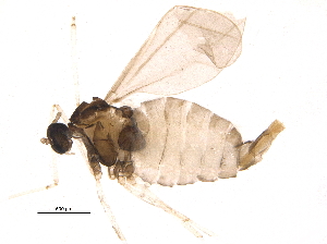  (Dasineura rosae - BIOUG16219-C12)  @13 [ ] CreativeCommons - Attribution (2015) CBG Photography Group Centre for Biodiversity Genomics