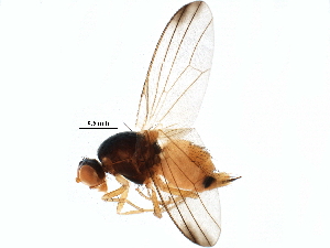  (Palloptera ustulata - BIOUG16269-F06)  @14 [ ] CreativeCommons - Attribution (2015) CBG Photography Group Centre for Biodiversity Genomics
