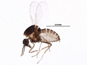  ( - BIOUG16270-C10)  @12 [ ] CreativeCommons - Attribution (2015) CBG Photography Group Centre for Biodiversity Genomics
