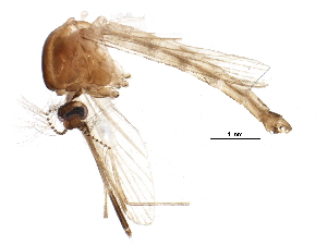  (Culex torrentium - BIOUG16277-E12)  @13 [ ] CreativeCommons - Attribution (2015) CBG Photography Group Centre for Biodiversity Genomics