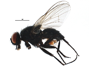  ( - BIOUG16618-C09)  @13 [ ] CreativeCommons - Attribution (2015) CBG Photography Group Centre for Biodiversity Genomics