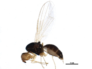  ( - BIOUG16734-A06)  @13 [ ] CreativeCommons - Attribution (2015) CBG Photography Group Centre for Biodiversity Genomics