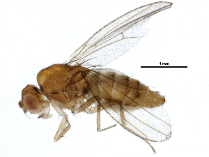  (Drosophila fenestrarum - BIOUG16734-D12)  @14 [ ] CreativeCommons - Attribution (2015) CBG Photography Group Centre for Biodiversity Genomics