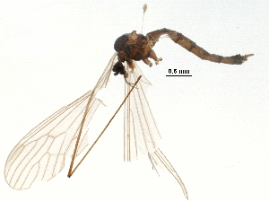  (Trichocera saltator - BIOUG16720-A01)  @13 [ ] CreativeCommons - Attribution (2015) CBG Photography Group Centre for Biodiversity Genomics