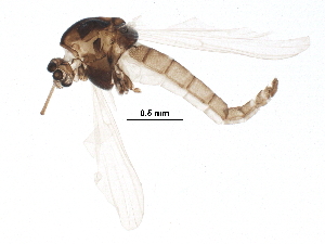  (Orthocladius thienemanni - BIOUG16720-B03)  @14 [ ] CreativeCommons - Attribution (2015) CBG Photography Group Centre for Biodiversity Genomics