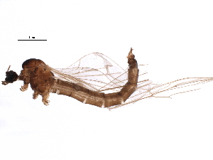  (Trichocera rufulenta - BIOUG16738-D04)  @12 [ ] CreativeCommons - Attribution (2015) CBG Photography Group Centre for Biodiversity Genomics