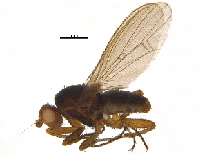  (Eccoptomera obscura - BIOUG16784-F04)  @13 [ ] CreativeCommons - Attribution (2015) CBG Photography Group Centre for Biodiversity Genomics