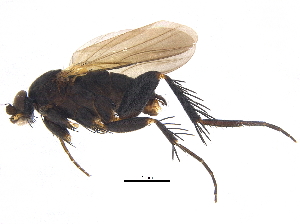  (Chaetopleurophora spinosissima - BIOUG16900-A06)  @13 [ ] CreativeCommons - Attribution (2015) CBG Photography Group Centre for Biodiversity Genomics