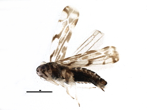  (Eupteryx calcarata - BIOUG17115-C12)  @13 [ ] CreativeCommons - Attribution (2015) CBG Photography Group Centre for Biodiversity Genomics