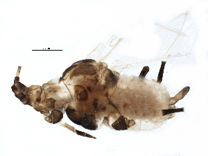  (Macrosiphoniella artemisiae - BIOUG17092-F06)  @12 [ ] CreativeCommons - Attribution (2015) CBG Photography Group Centre for Biodiversity Genomics