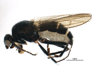  (Crumomyia nitida - BIOUG17095-B11)  @13 [ ] CreativeCommons - Attribution (2015) CBG Photography Group Centre for Biodiversity Genomics