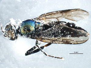  ( - BIOUG17095-F12)  @12 [ ] CreativeCommons - Attribution (2015) CBG Photography Group Centre for Biodiversity Genomics