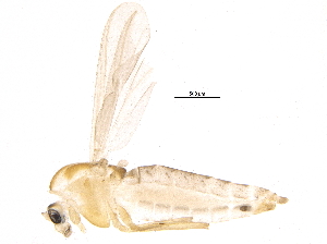  (Bryophaenocladius cf. akiensis - BIOUG17224-F09)  @12 [ ] CreativeCommons - Attribution (2015) CBG Photography Group Centre for Biodiversity Genomics