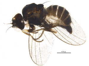  (Cerodontha muscina - BIOUG17437-B09)  @15 [ ] CreativeCommons - Attribution (2015) CBG Photography Group Centre for Biodiversity Genomics