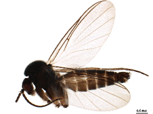 ( - BIOUG43081-B11)  @11 [ ] CreativeCommons - Attribution (2019) CBG Photography Group Centre for Biodiversity Genomics