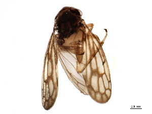  ( - BIOUG42719-D01)  @11 [ ] CreativeCommons - Attribution (2019) CBG Photography Group Centre for Biodiversity Genomics