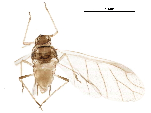  ( - BIOUG42742-F10)  @11 [ ] CreativeCommons - Attribution (2019) CBG Photography Group Centre for Biodiversity Genomics