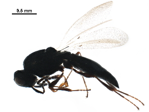  (Platygaster philinna - BIOUG42746-F11)  @13 [ ] CreativeCommons - Attribution (2019) CBG Photography Group Centre for Biodiversity Genomics