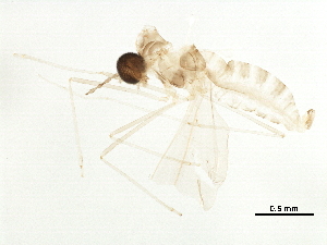  (CecidIntGen - BIOUG42748-A01)  @11 [ ] CreativeCommons - Attribution (2019) CBG Photography Group Centre for Biodiversity Genomics