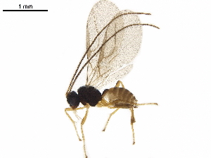  ( - BIOUG42785-A05)  @13 [ ] CreativeCommons - Attribution (2019) CBG Photography Group Centre for Biodiversity Genomics