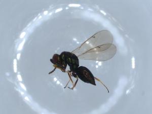  ( - BIOUG55106-E08)  @11 [ ] CreativeCommons - Attribution (2020) Centre for Biodiversity Genomics Centre for Biodiversity Genomics