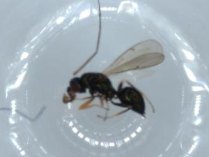  ( - BIOUG55109-E01)  @11 [ ] CreativeCommons - Attribution (2020) Centre for Biodiversity Genomics Centre for Biodiversity Genomics