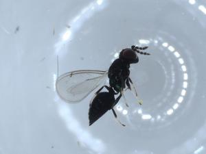  ( - BIOUG55132-H05)  @11 [ ] CreativeCommons - Attribution (2020) Centre for Biodiversity Genomics Centre for Biodiversity Genomics