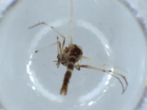  ( - BIOUG55141-D03)  @11 [ ] CreativeCommons - Attribution (2020) Centre for Biodiversity Genomics Centre for Biodiversity Genomics