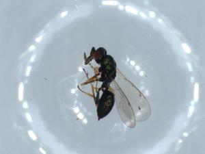  ( - BIOUG55157-F02)  @11 [ ] CreativeCommons - Attribution (2020) Centre for Biodiversity Genomics Centre for Biodiversity Genomics