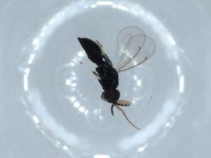  ( - BIOUG55160-E11)  @11 [ ] CreativeCommons - Attribution (2020) Centre for Biodiversity Genomics Centre for Biodiversity Genomics