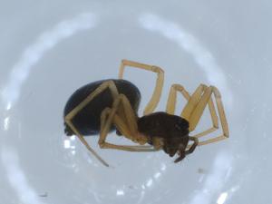  ( - BIOUG55166-D03)  @11 [ ] CreativeCommons - Attribution (2020) Centre for Biodiversity Genomics Centre for Biodiversity Genomics