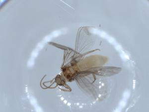  ( - BIOUG55166-F02)  @11 [ ] CreativeCommons - Attribution (2020) Centre for Biodiversity Genomics Centre for Biodiversity Genomics