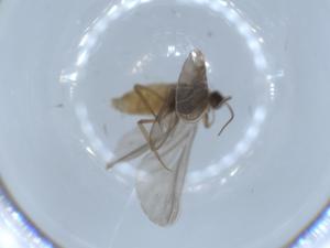  ( - BIOUG55166-G11)  @11 [ ] CreativeCommons - Attribution (2020) Centre for Biodiversity Genomics Centre for Biodiversity Genomics